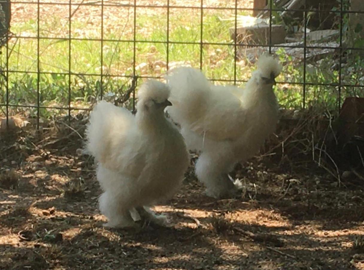 Agriturismo Il Podere Vedelago Con San Bernardo, Alpaca E Una Pentola Di Cose Da Scoprire Exterior photo