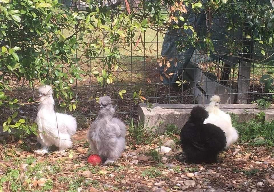 Agriturismo Il Podere Vedelago Con San Bernardo, Alpaca E Una Pentola Di Cose Da Scoprire Exterior photo