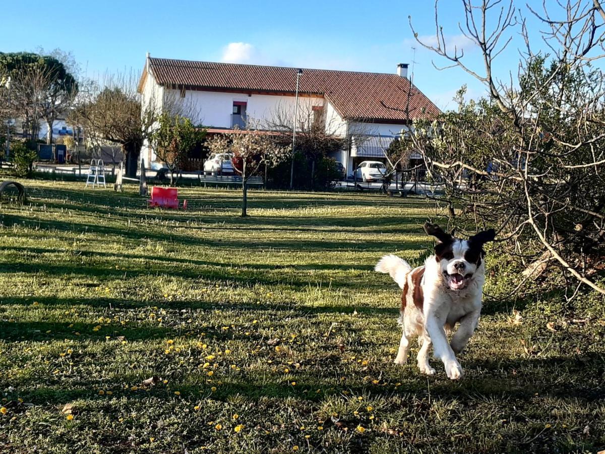 Agriturismo Il Podere Vedelago Con San Bernardo, Alpaca E Una Pentola Di Cose Da Scoprire Exterior photo