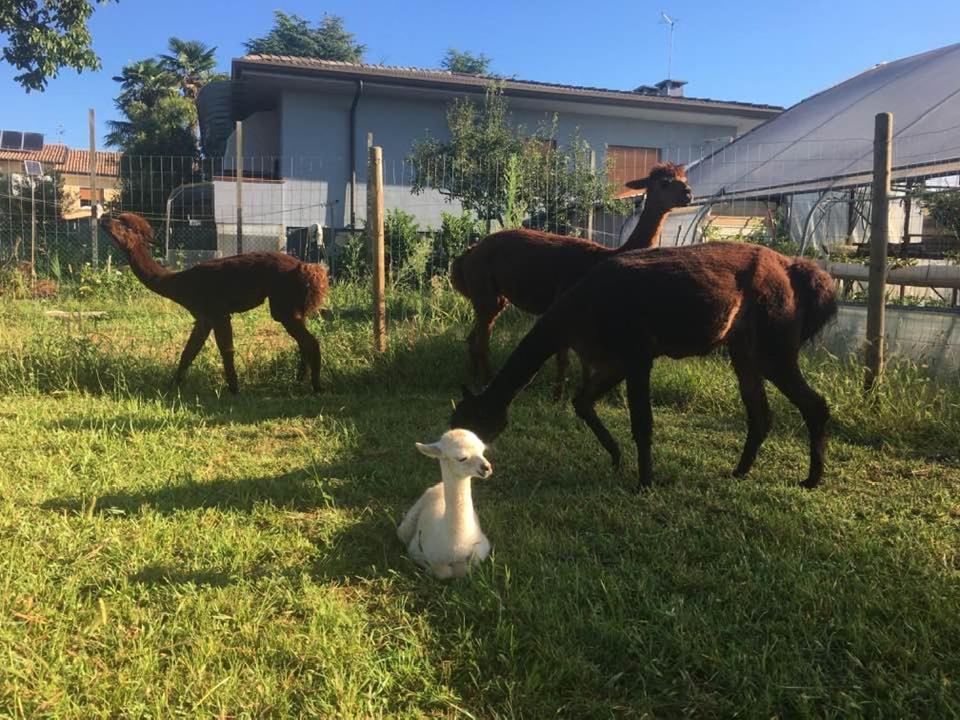 Agriturismo Il Podere Vedelago Con San Bernardo, Alpaca E Una Pentola Di Cose Da Scoprire Exterior photo